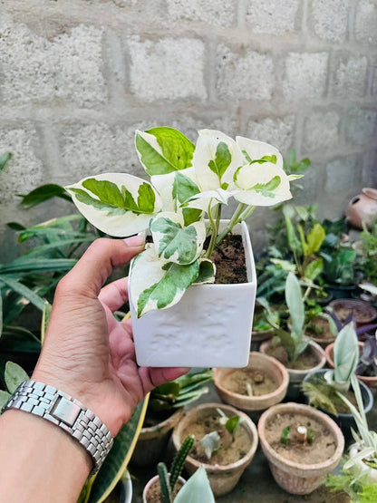 Office Desk Air Purifier Premium Indoor Plant Only 999 Rupees