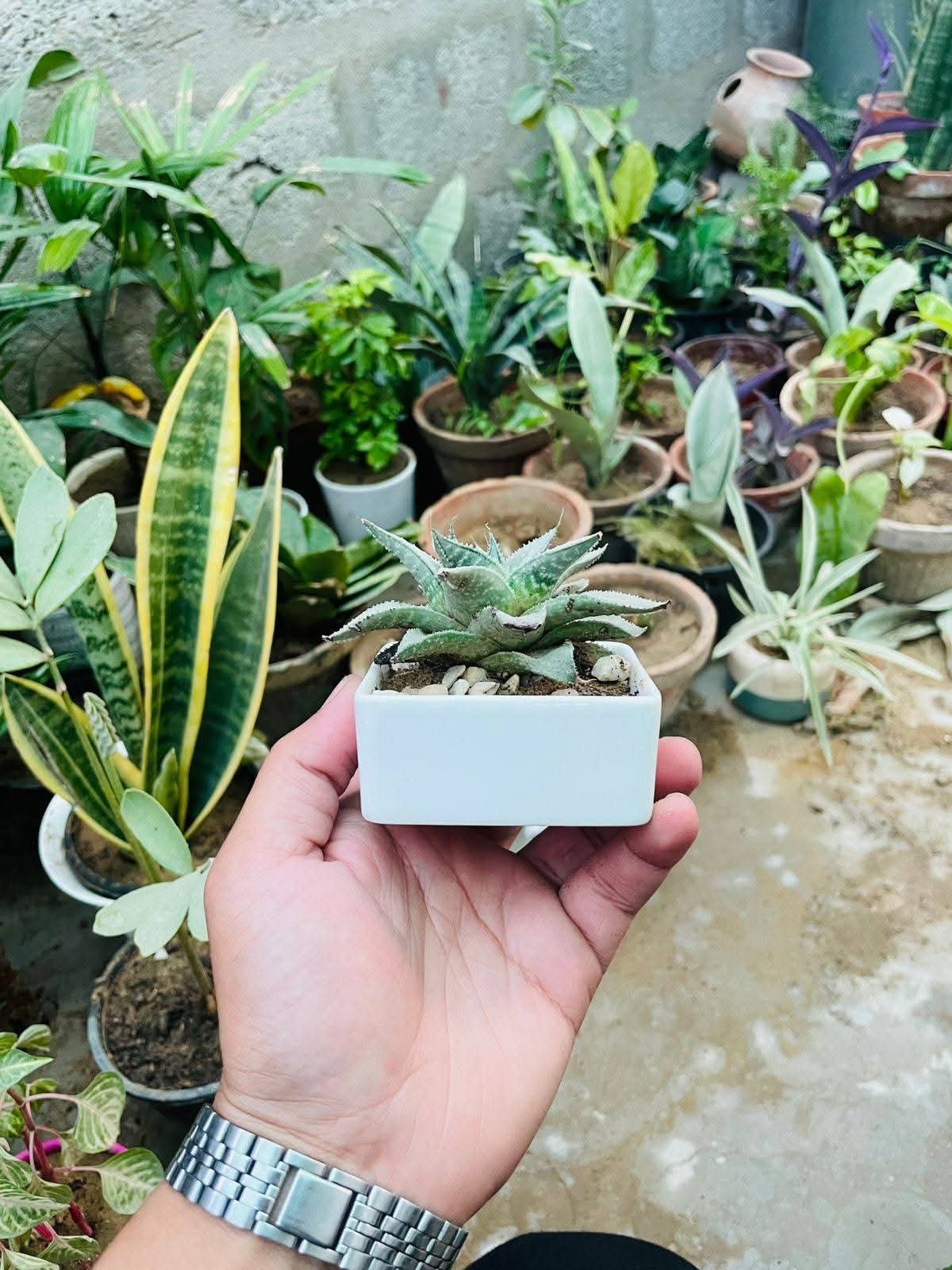 Office Desk Air Purifier Premium Indoor Plant Only 999 Rupees