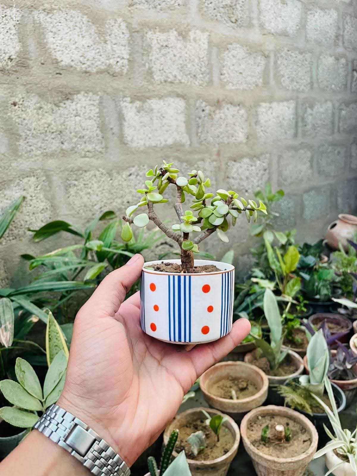 Office Desk Air Purifier Premium Indoor Plant Only 999 Rupees