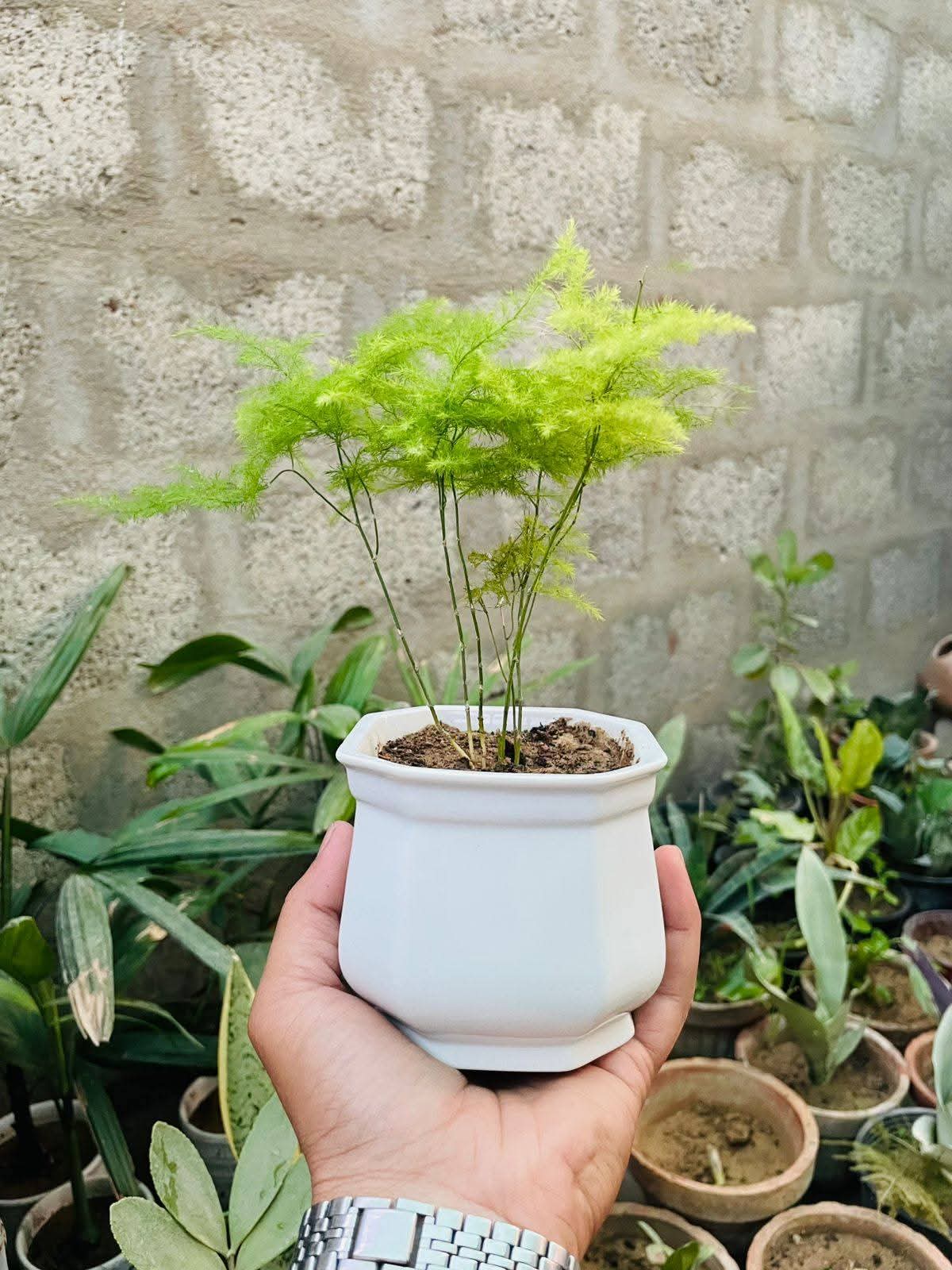 Office Desk Air Purifier Premium Indoor Plant Only 999 Rupees