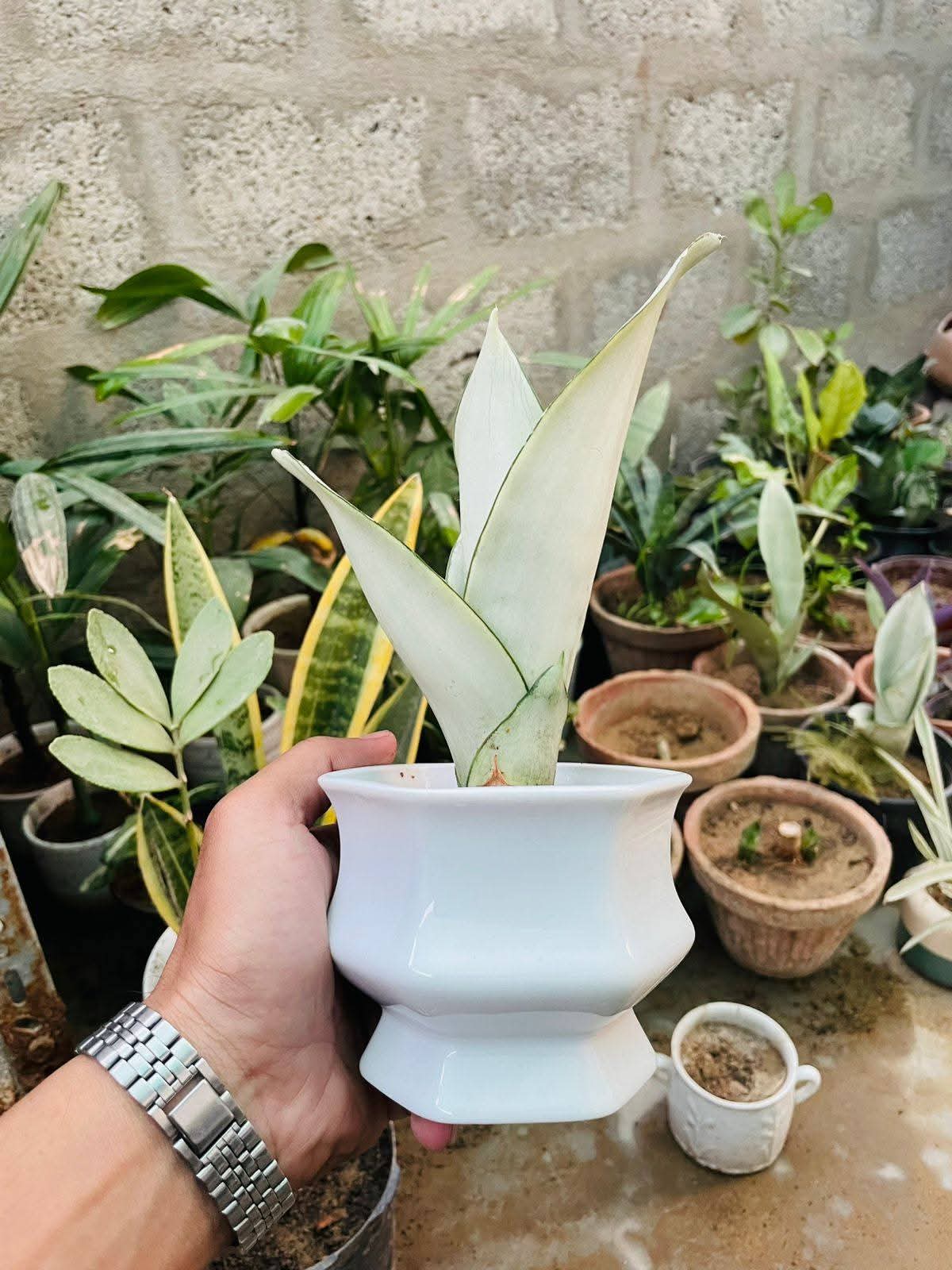 Office Desk Air Purifier Premium Indoor Plant Only 999 Rupees