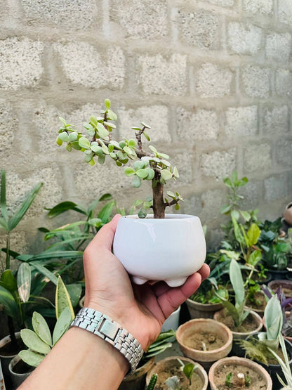 Office Desk Air Purifier Premium Indoor Plant Only 999 Rupees